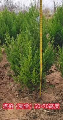 塔柏树苗蜀侩树苗侩柏树苗侧柏树苗刺柏树苗荒山复绿高速公路绿化